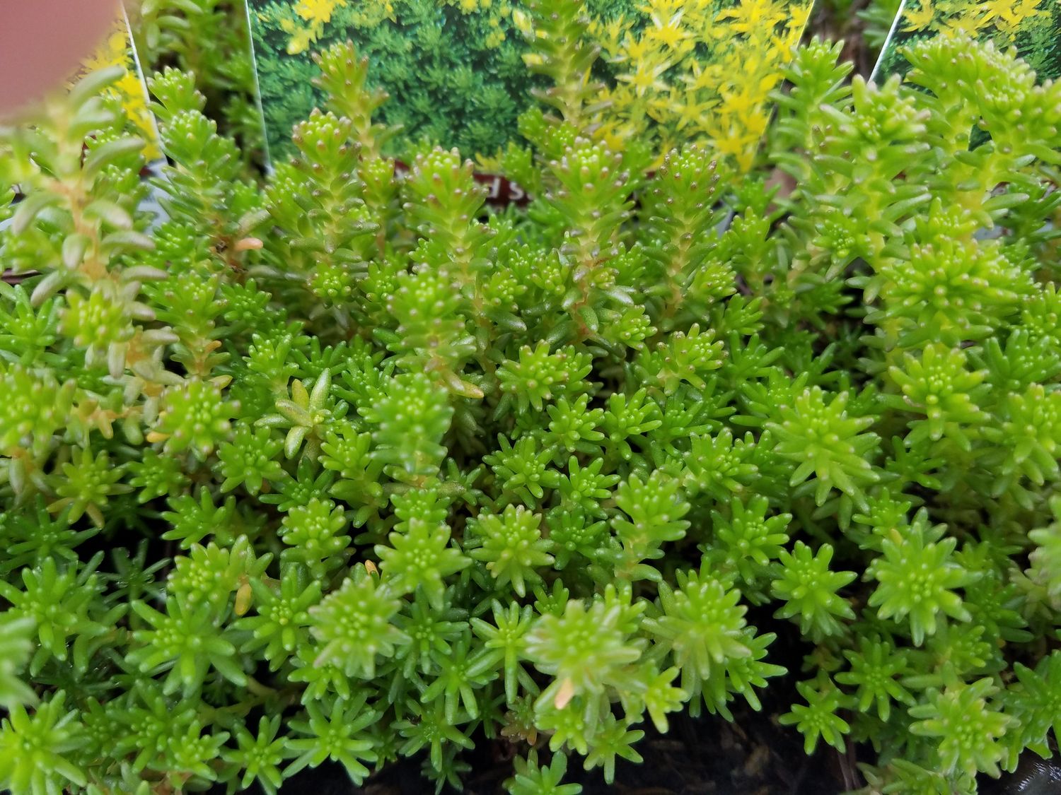 Sedum Tasteless Sexangular