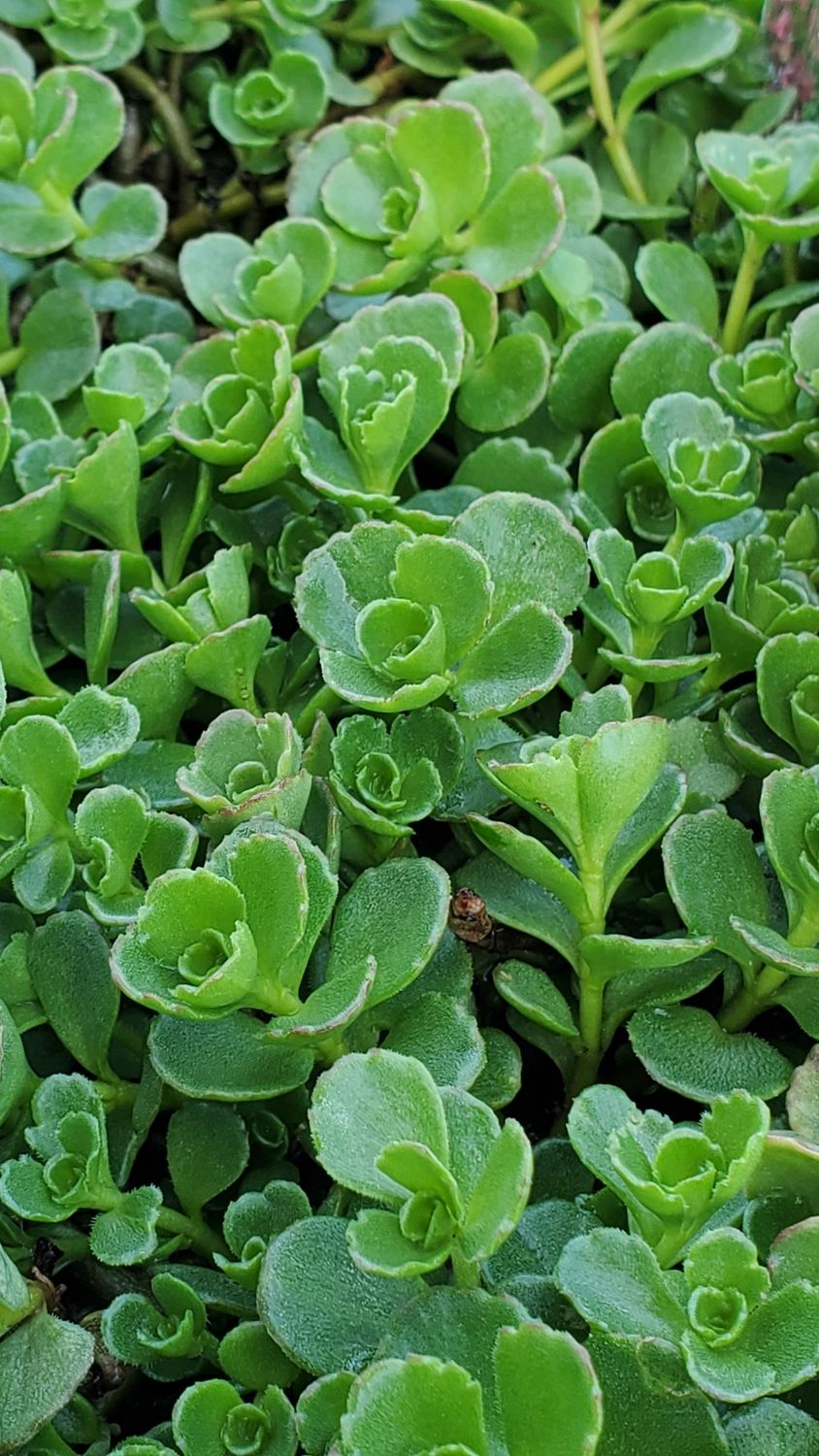 Sedum John Creech