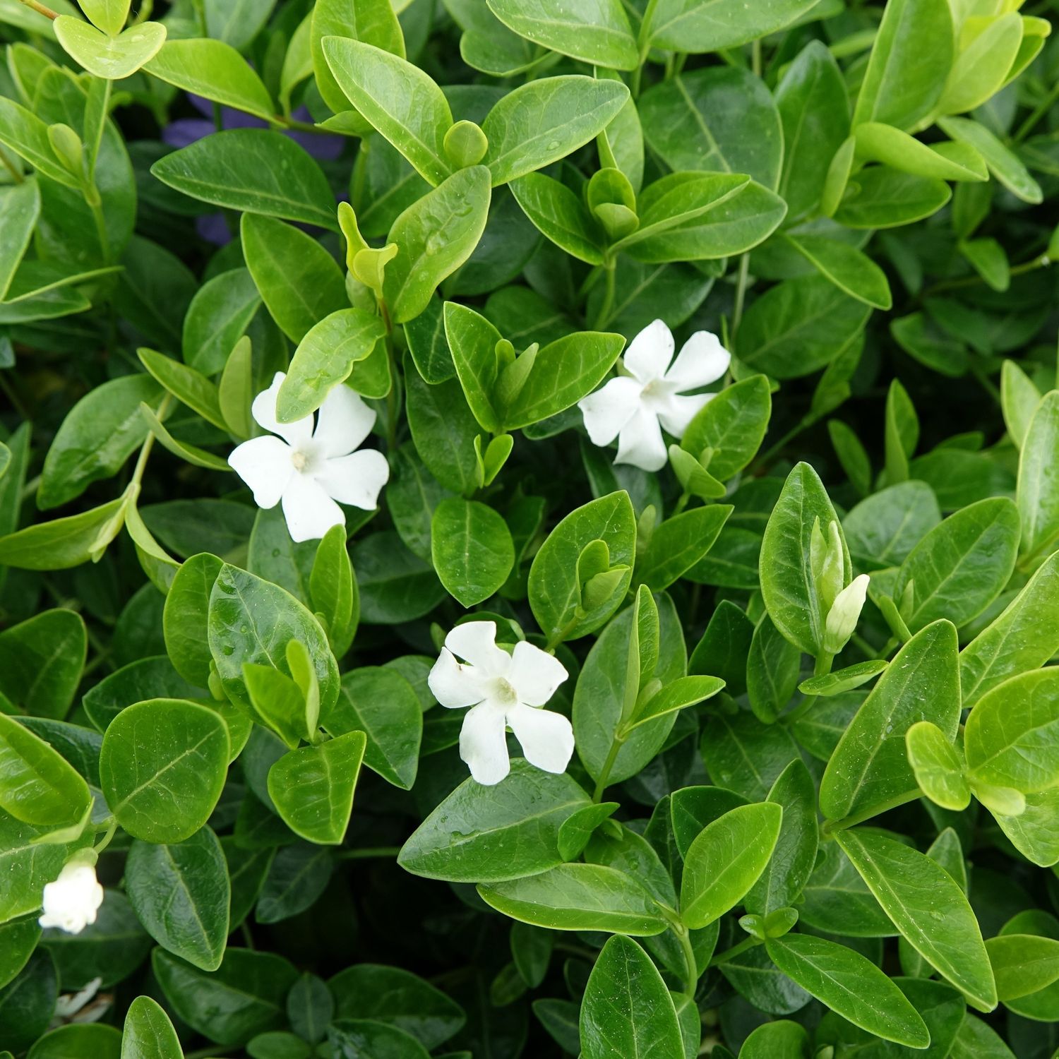 Vinca White