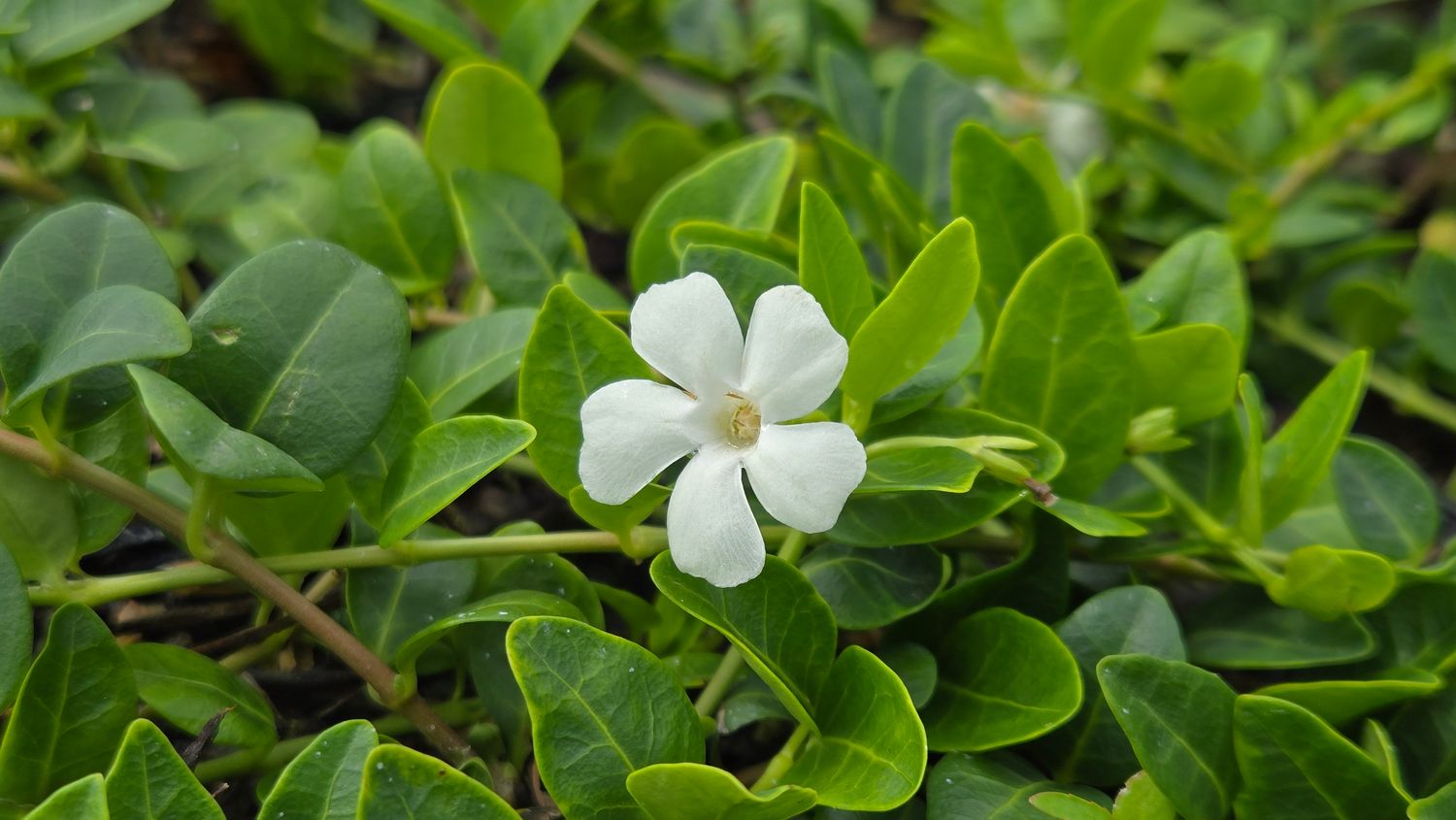 Vinca White
