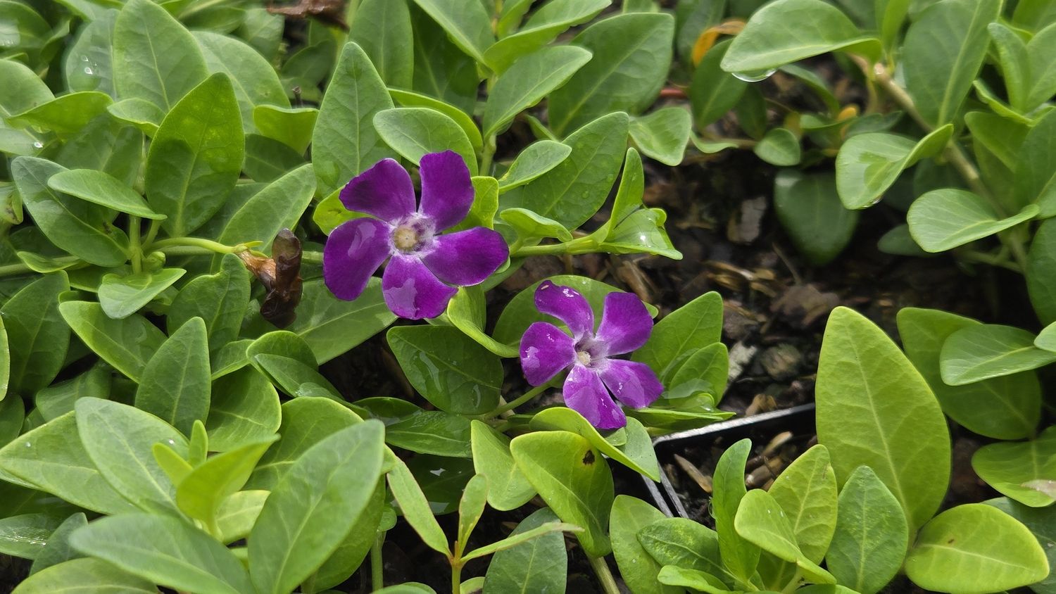 Vinca Purple