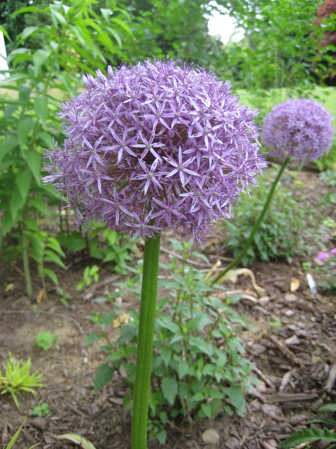 Allium Globemaster