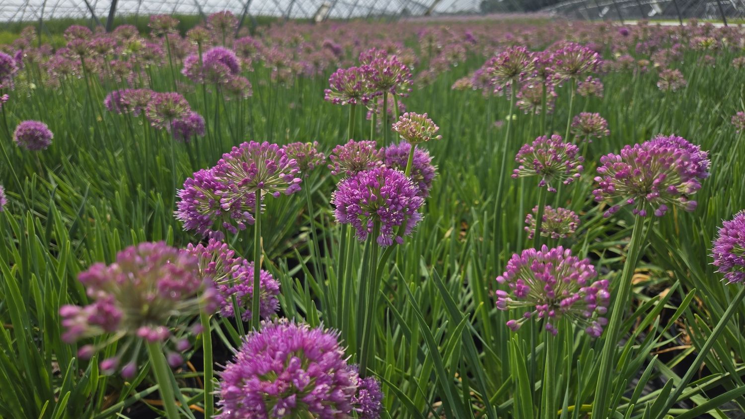Allium Cobalt Millenium
