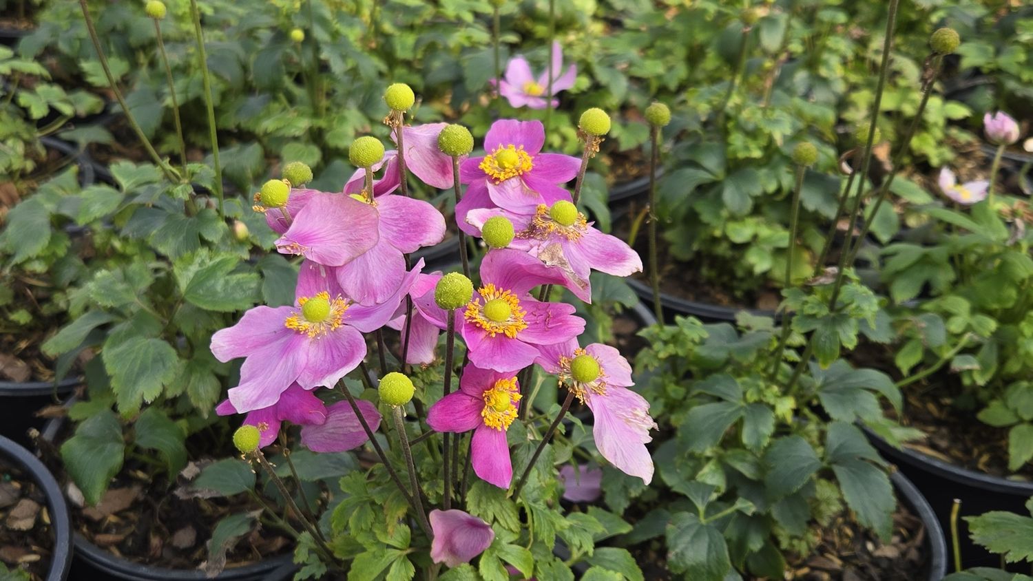 Anemone Red Riding Hood