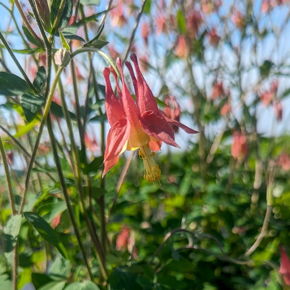 Columbine