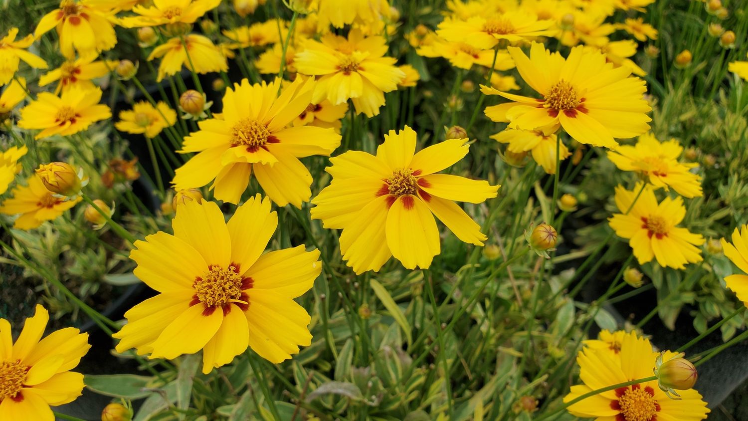 Coreopsis Tequila Sunrise