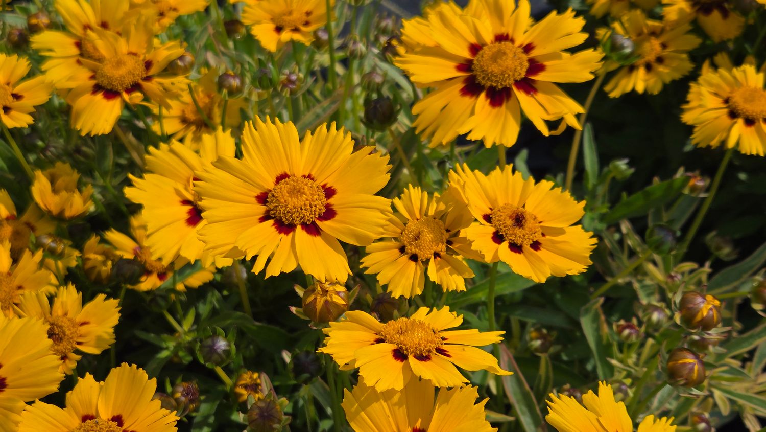 Coreopsis Tequila Sunrise