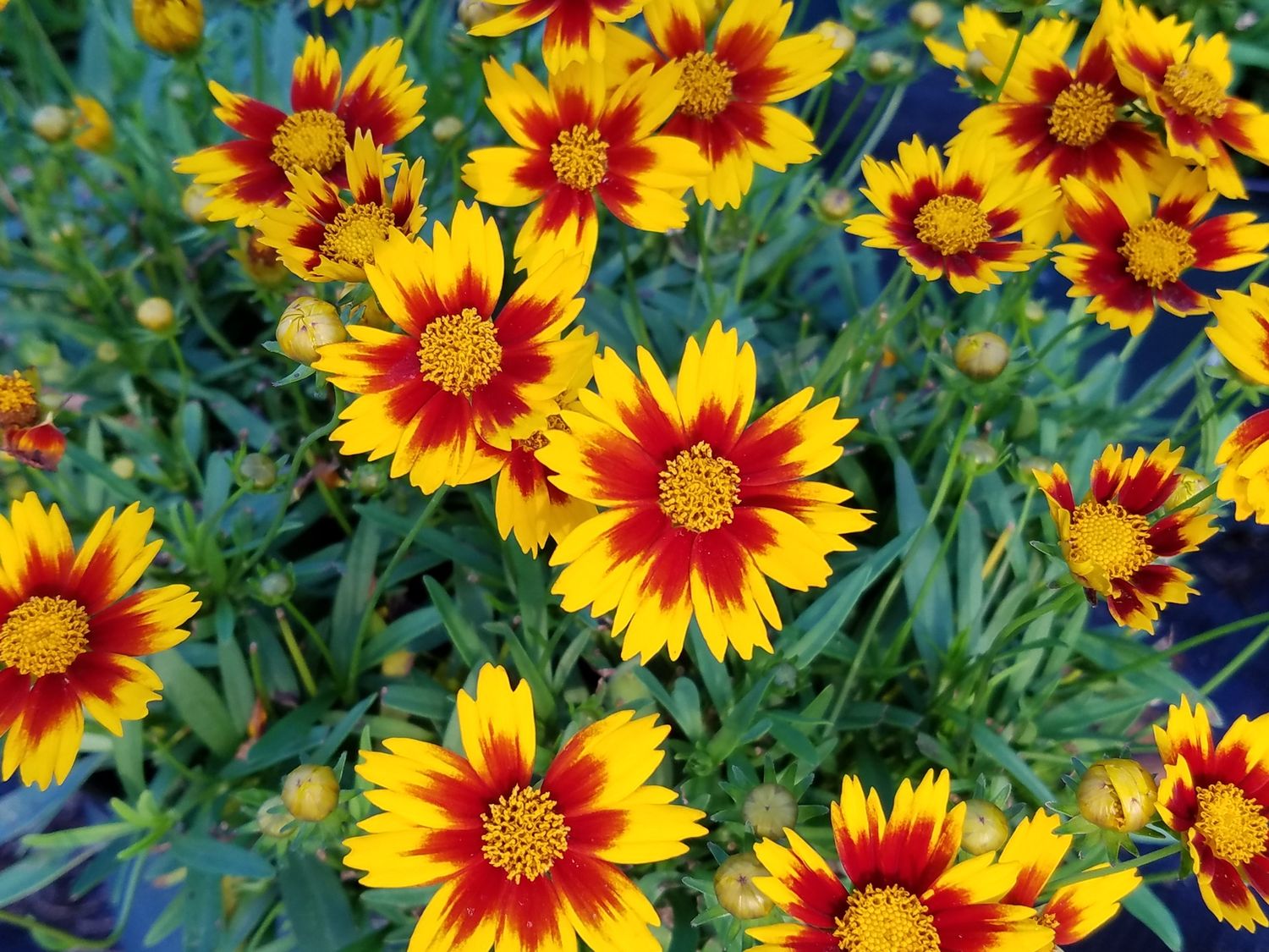 Coreopsis Lil' Bang Daybreak
