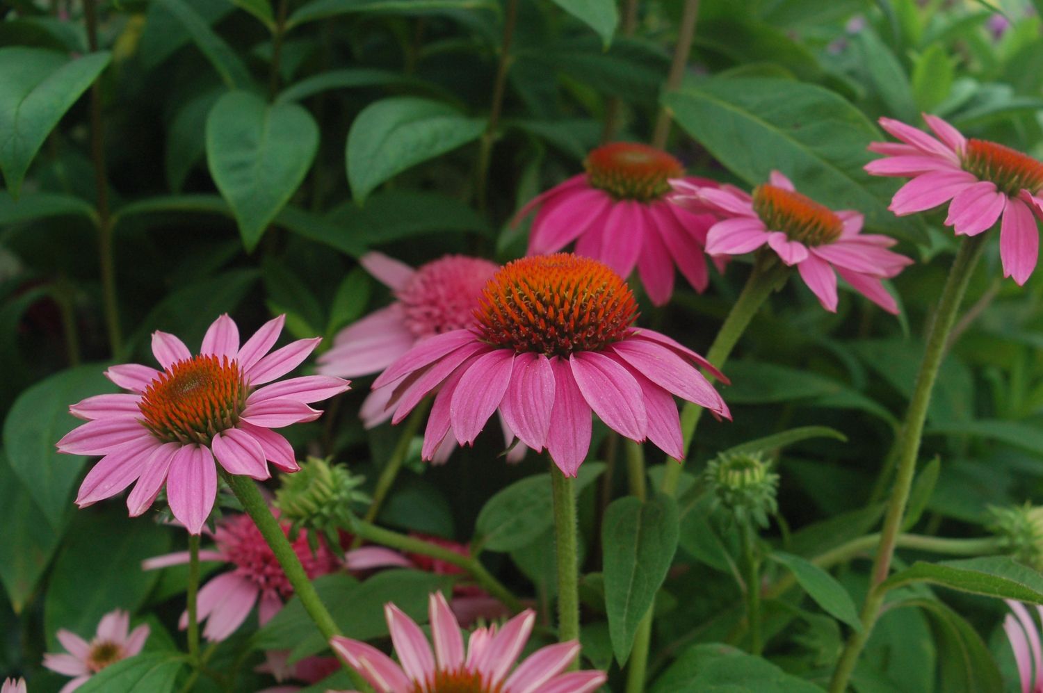 Coneflower Pow Wow Wild Berry