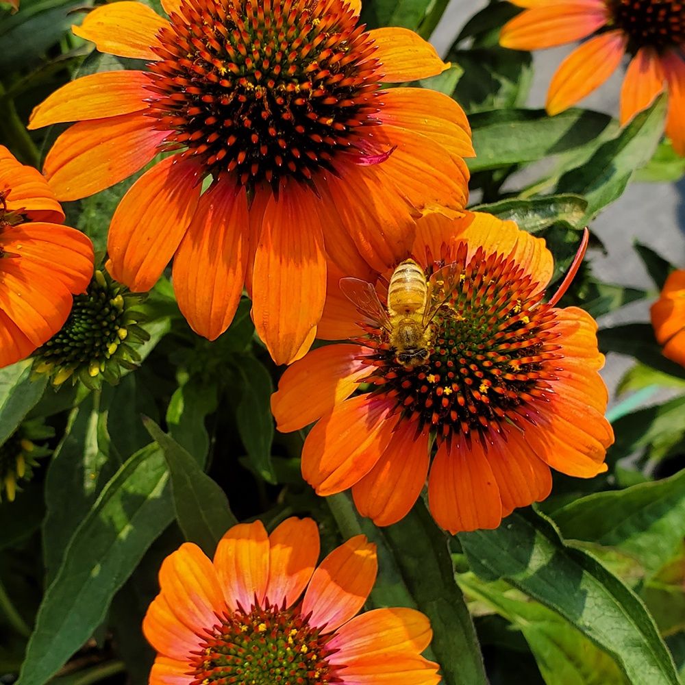 Coneflower Soft Orange
