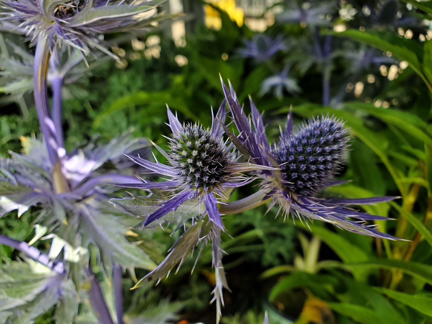 Eryngium Big Blue
