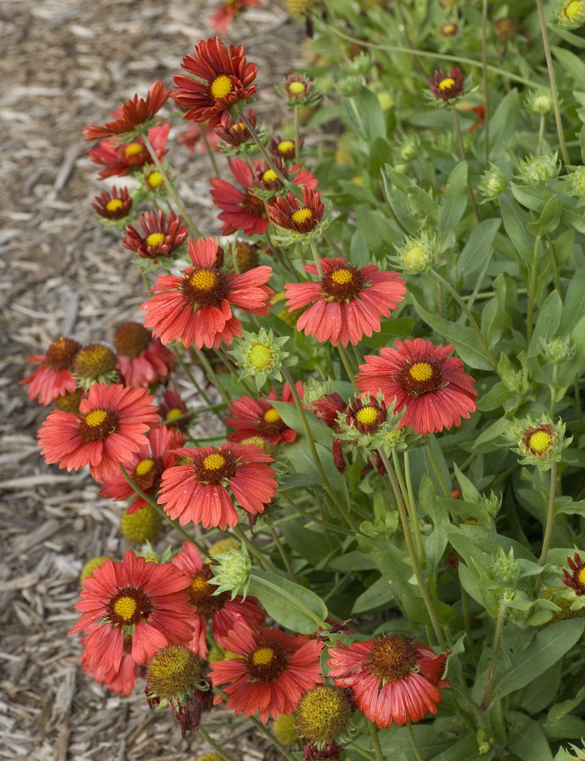 Gaillardia Burgundy