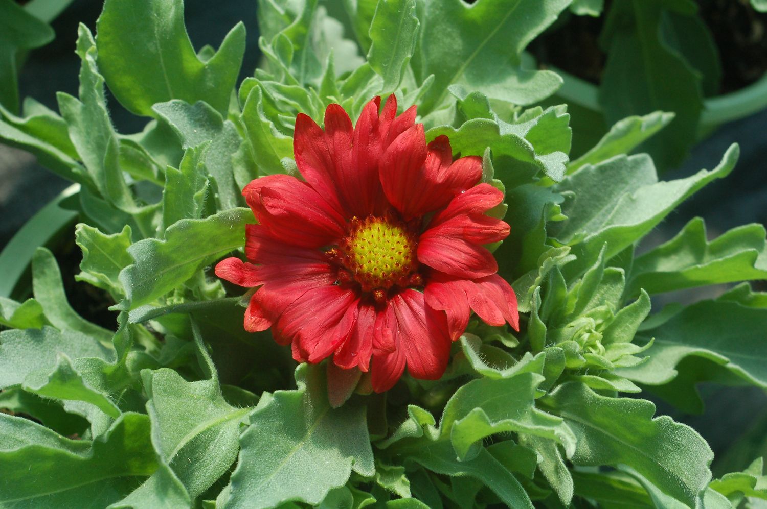 Gaillardia Burgundy
