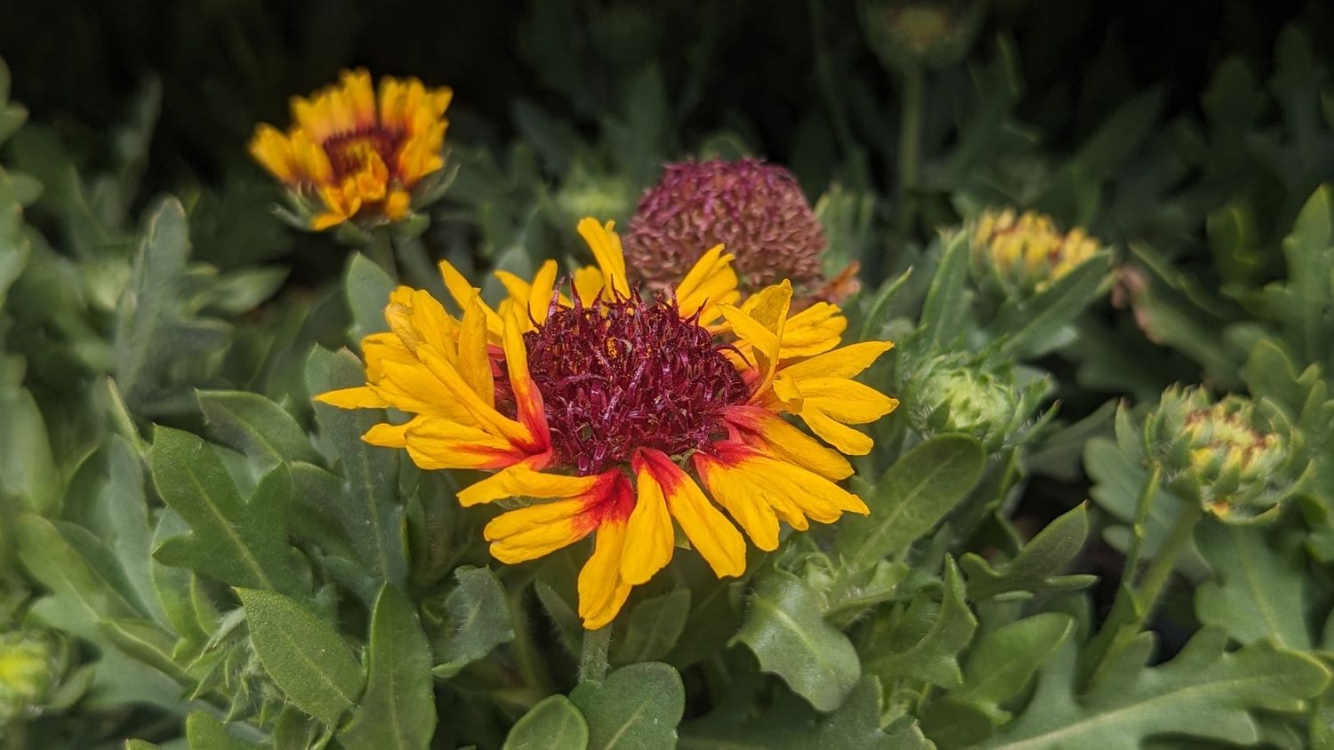 Gaillardia Red Starburst