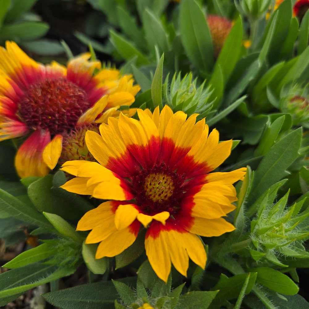 Gaillardia Red Starburst