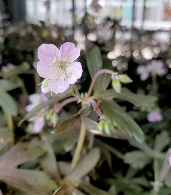 Geranium Espresso