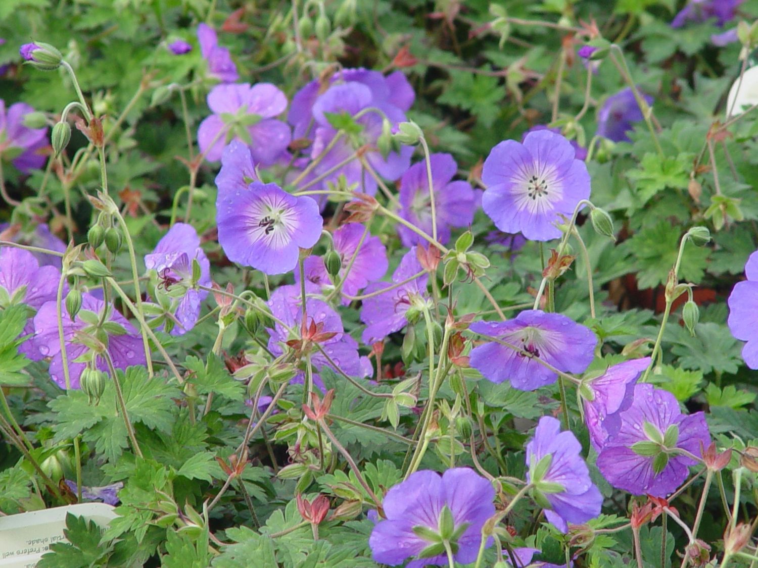 Geranium Rozanne