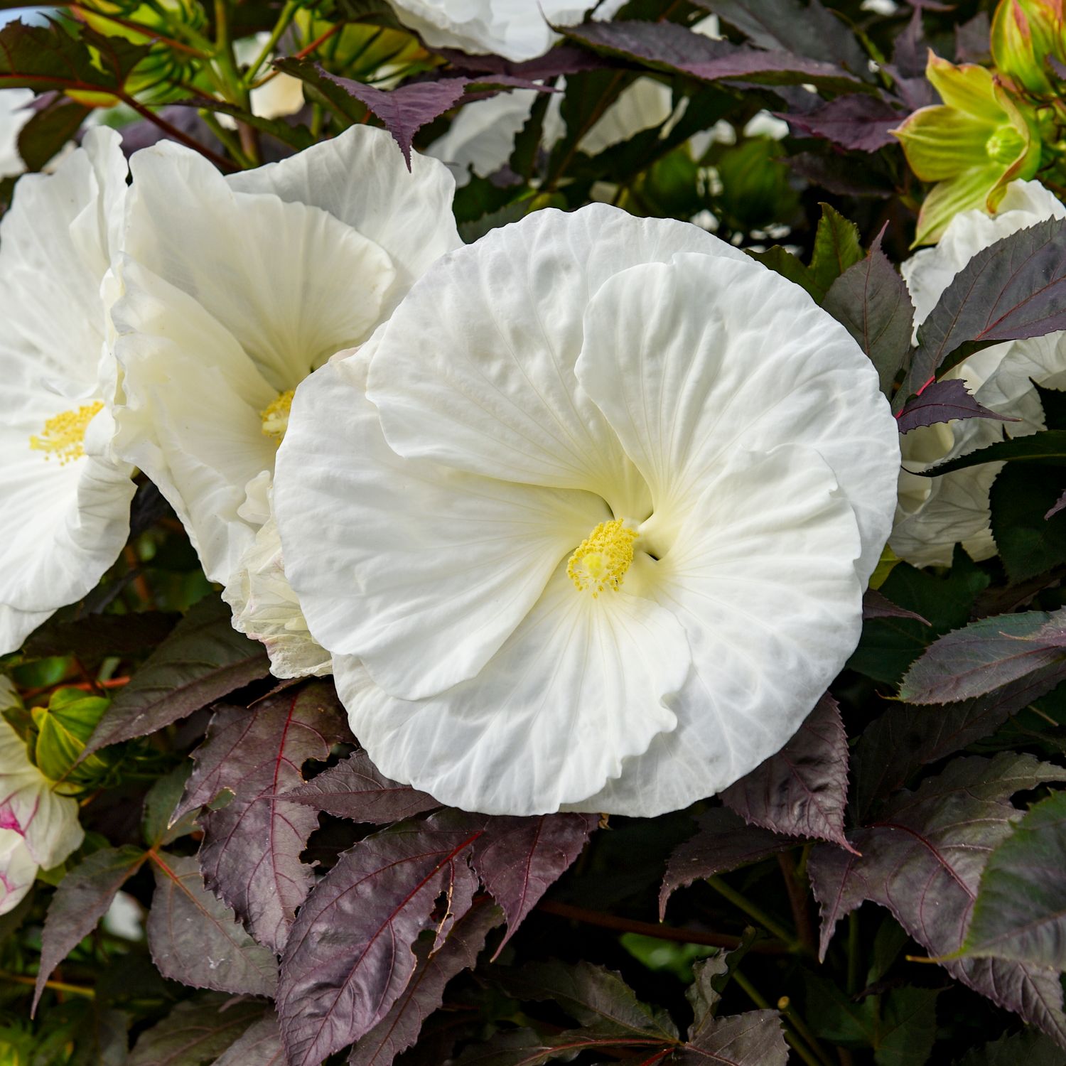 Perennial Hibiscus Cookies and Cream