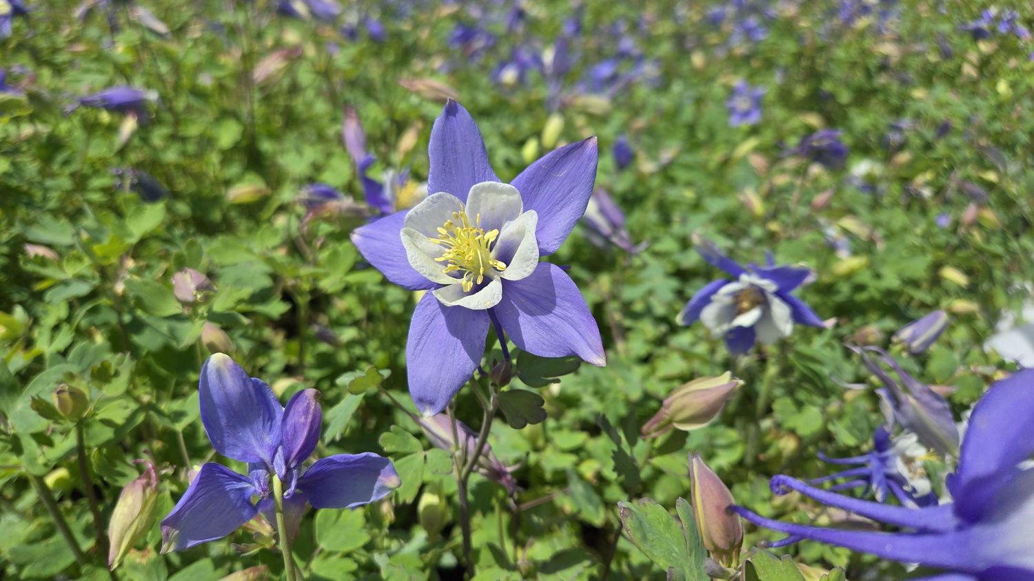 Columbine Blue White