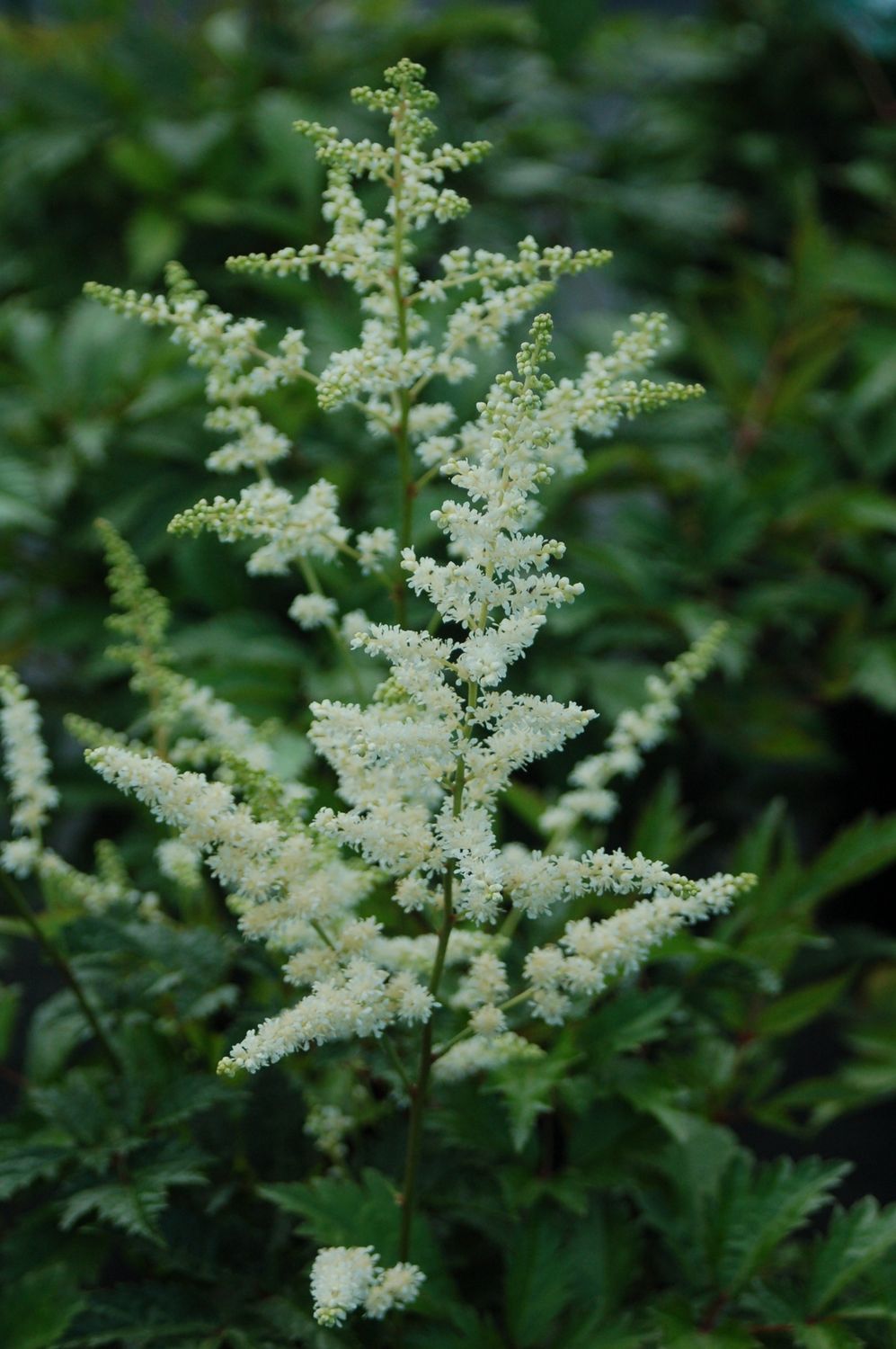 Astilbe Bridal Veil