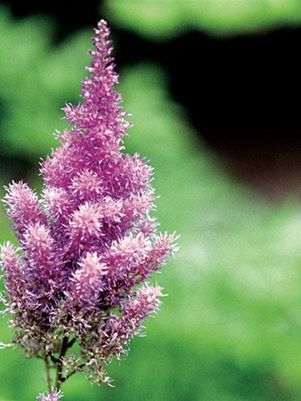 Astilbe Pumila