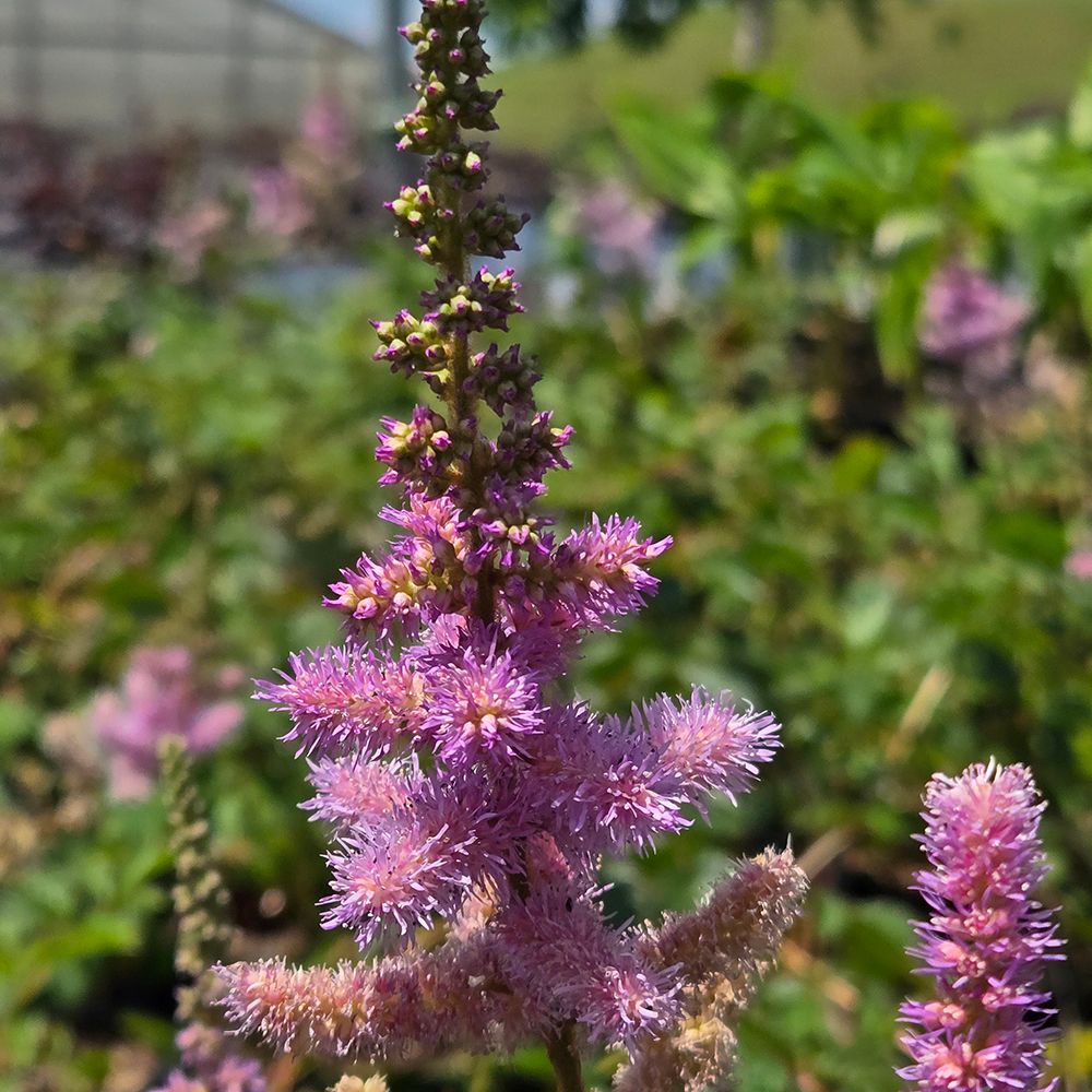 Astilbe Pumila