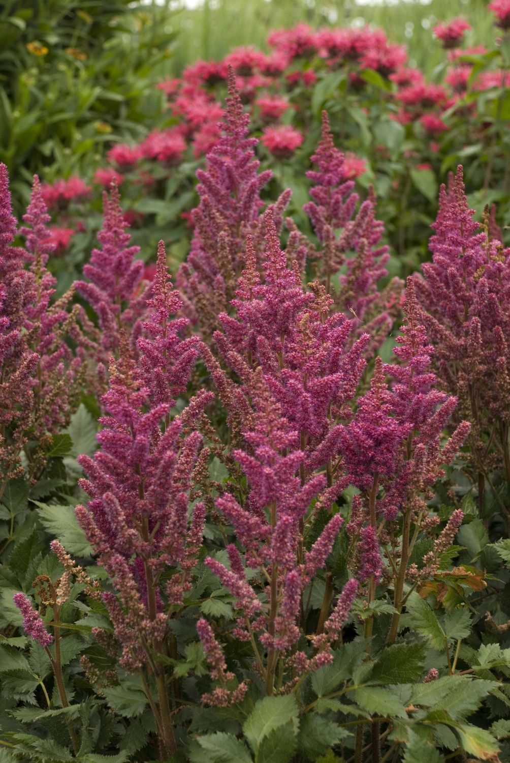 Astilbe Visions in Red