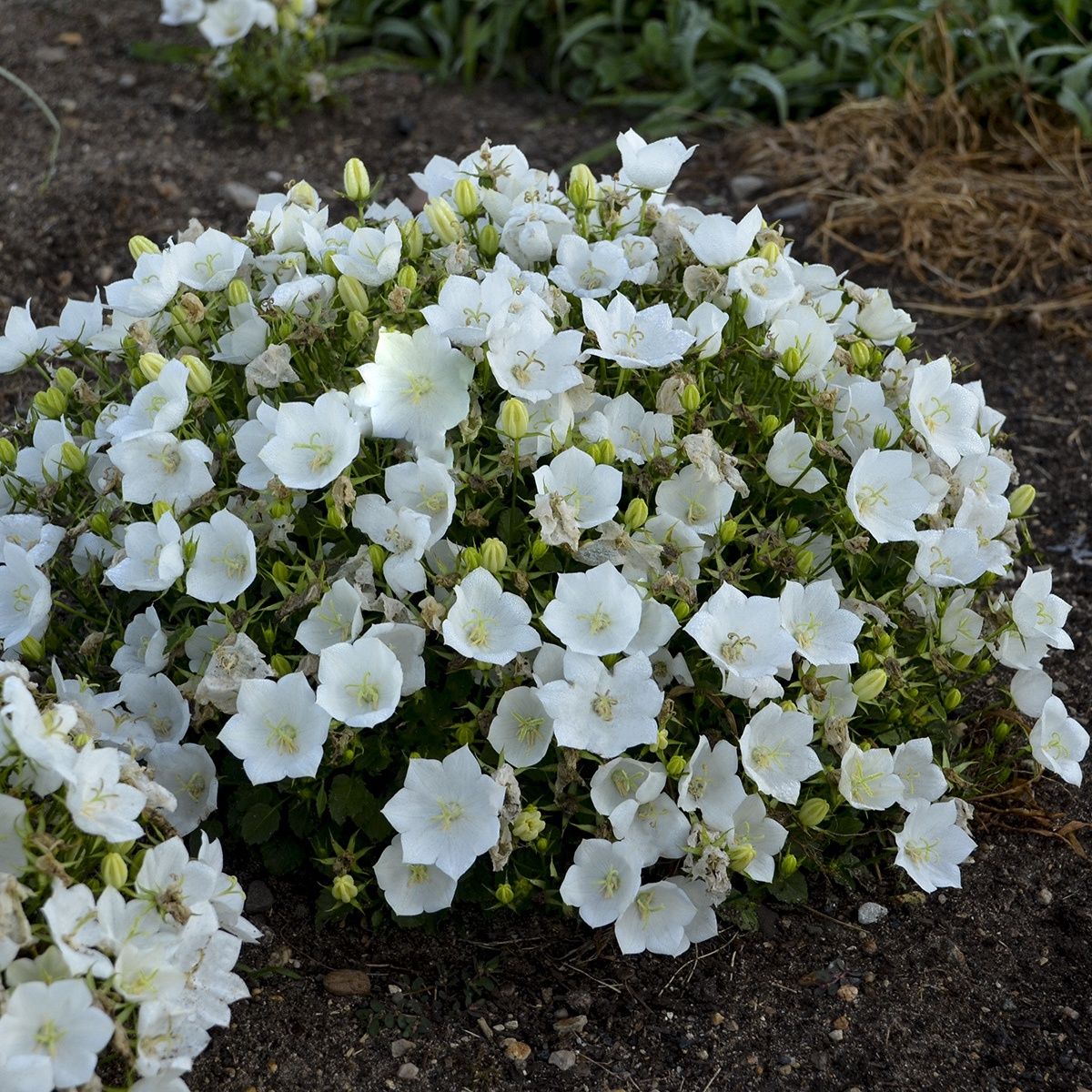 Campanula Rapido White