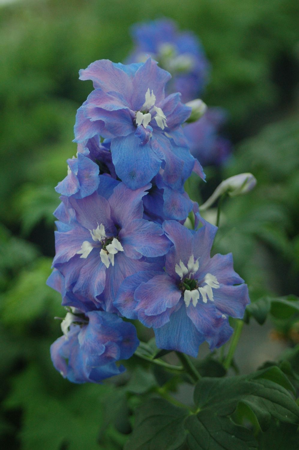 Delphinium Guardian Blue