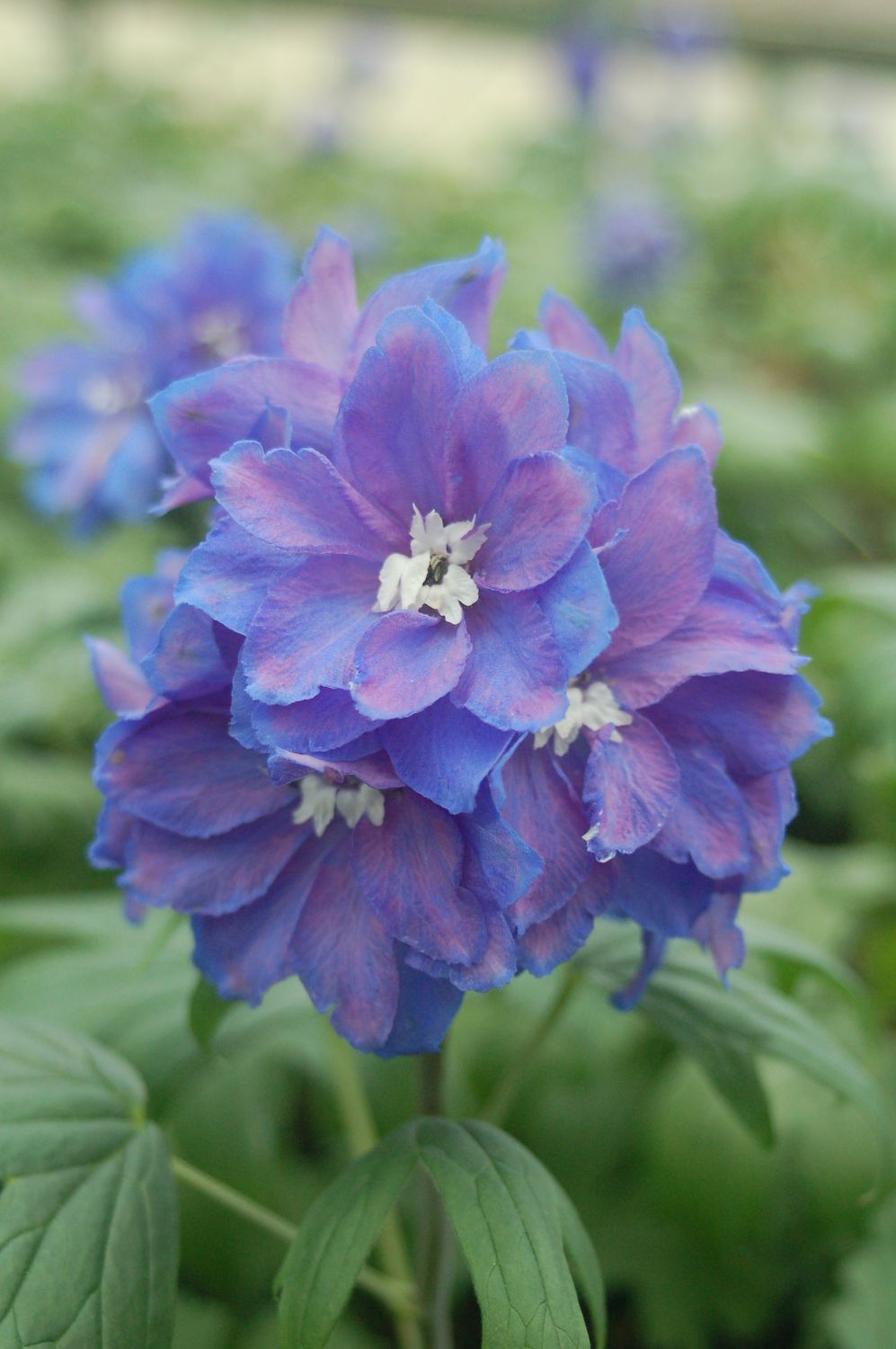 Delphinium Guardian Blue