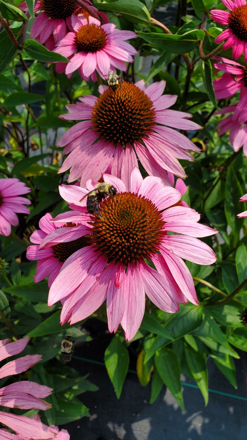 Coneflower Ruby Star