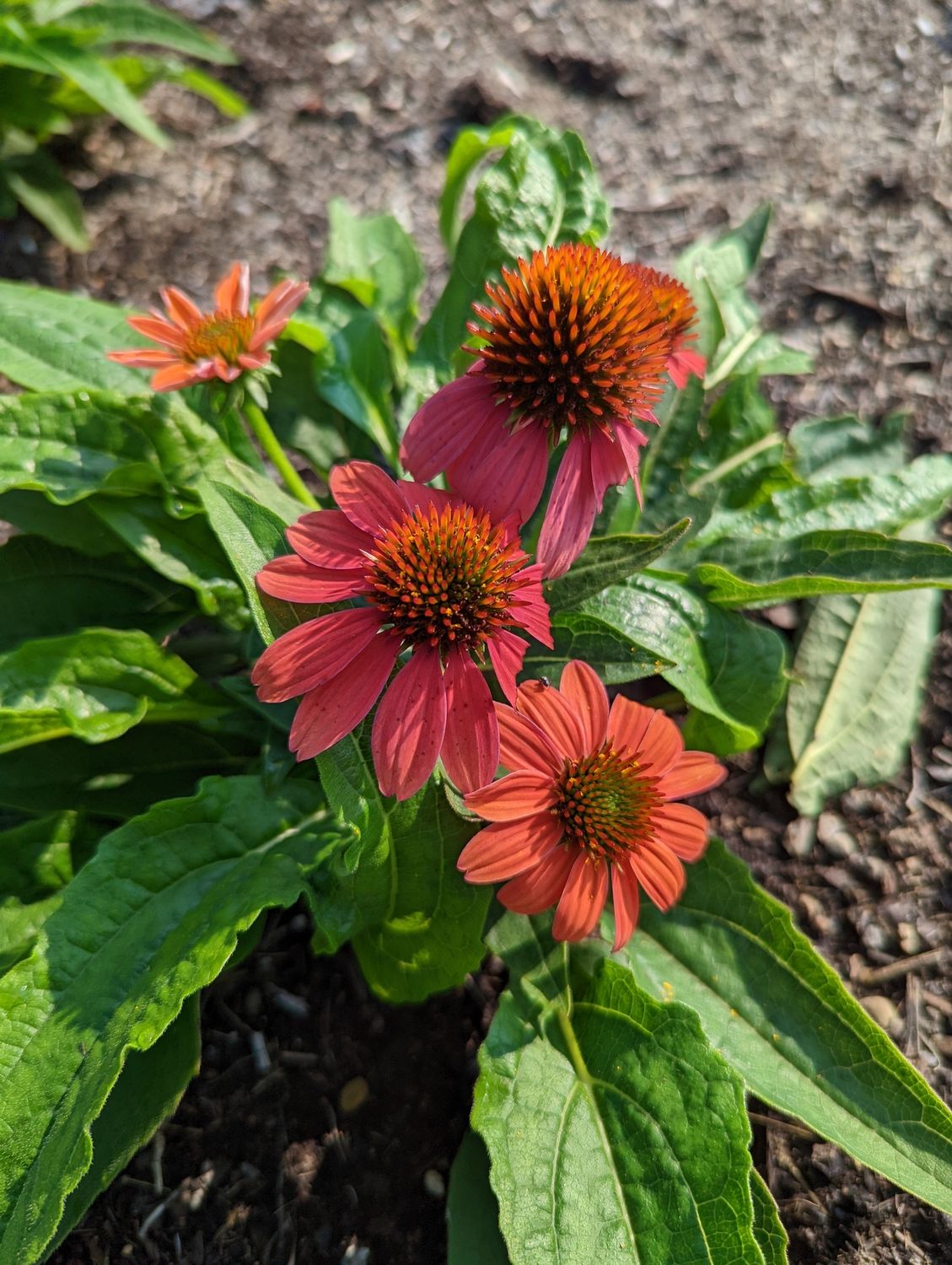 Coneflower Red Ombre