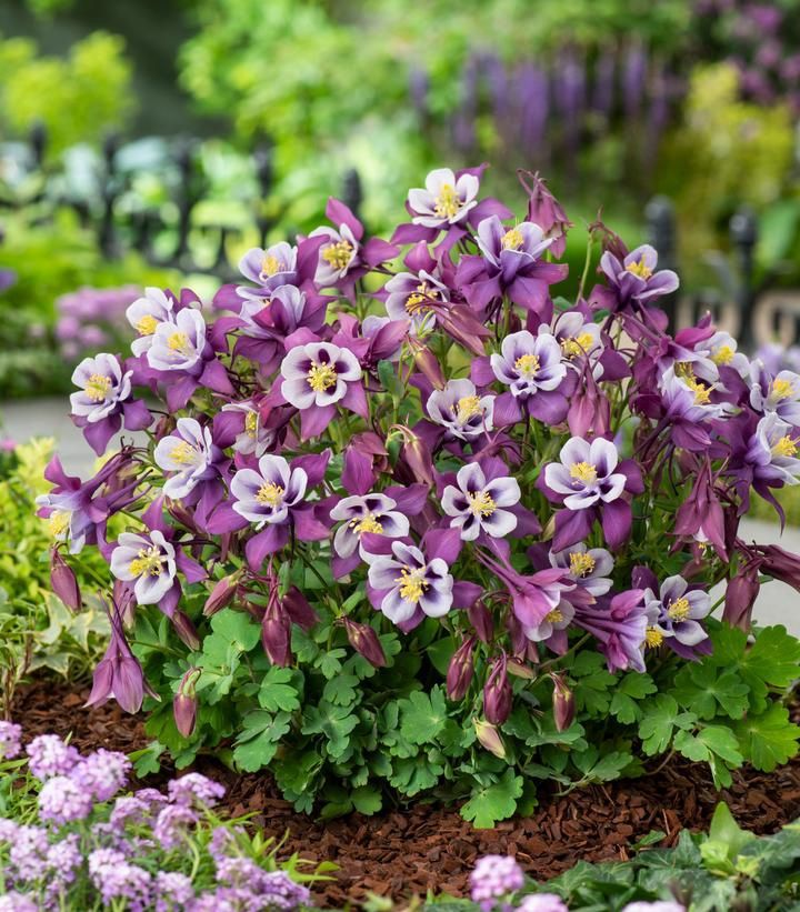 Columbine Purple White