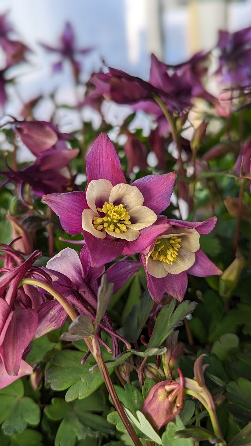Columbine Earlybird Purple White
