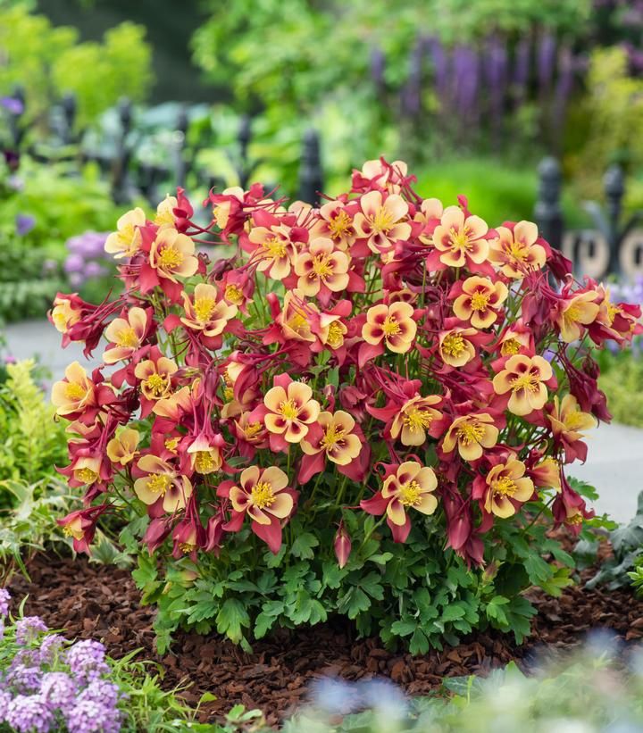 Columbine Red Yellow