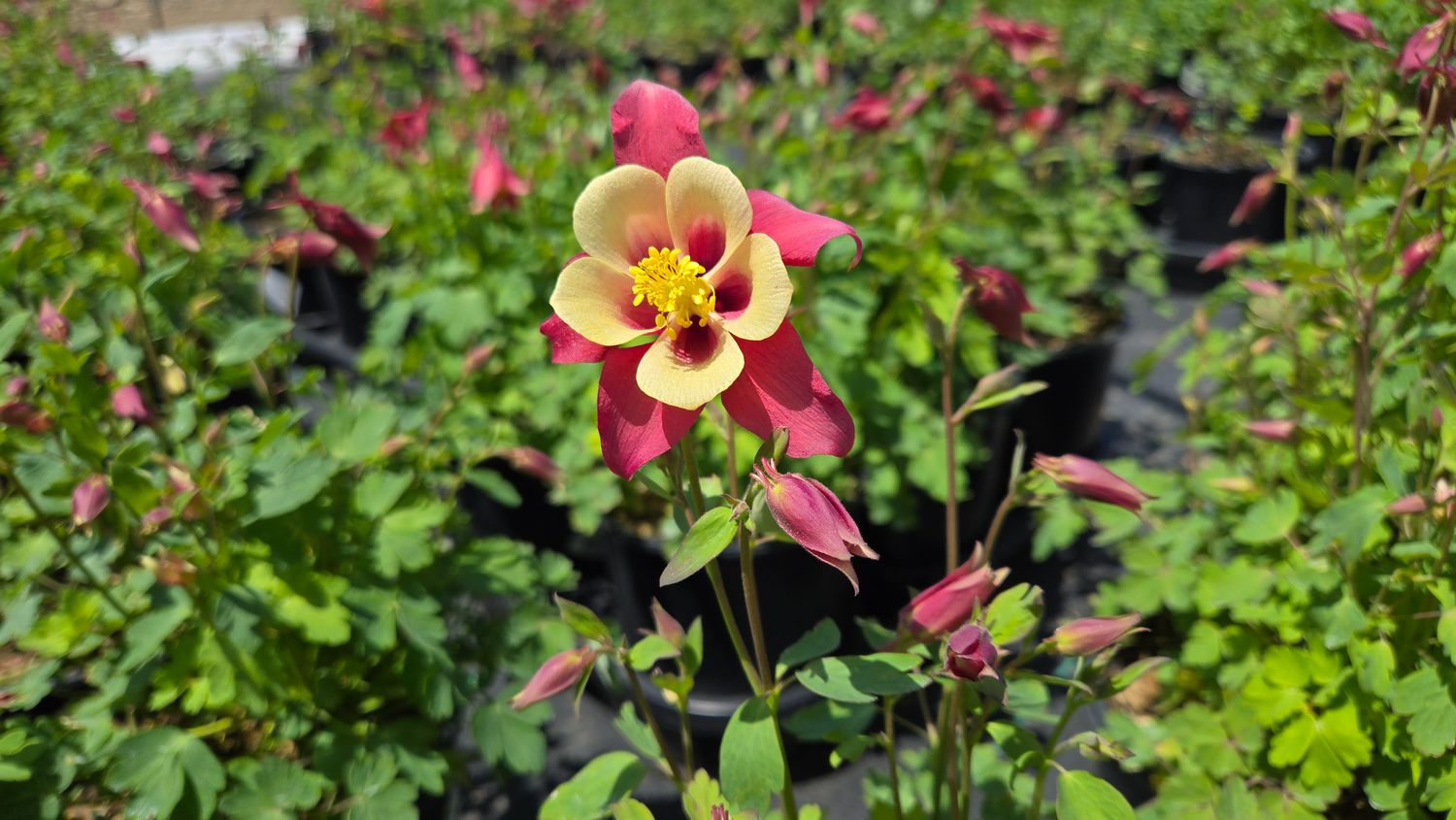 Columbine Earlybird Red Yellow