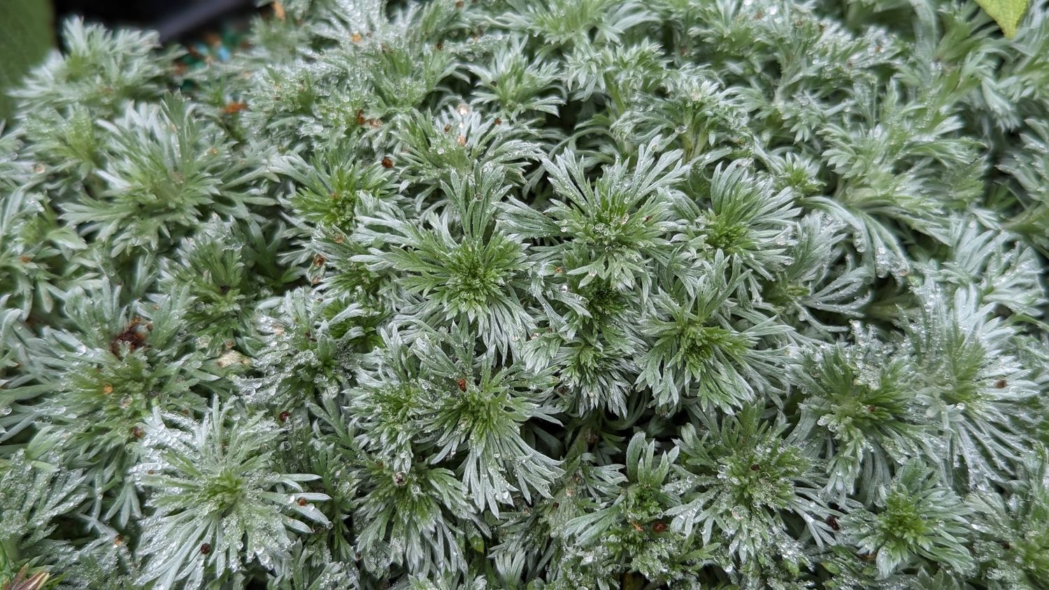 Artemisia Silvermound