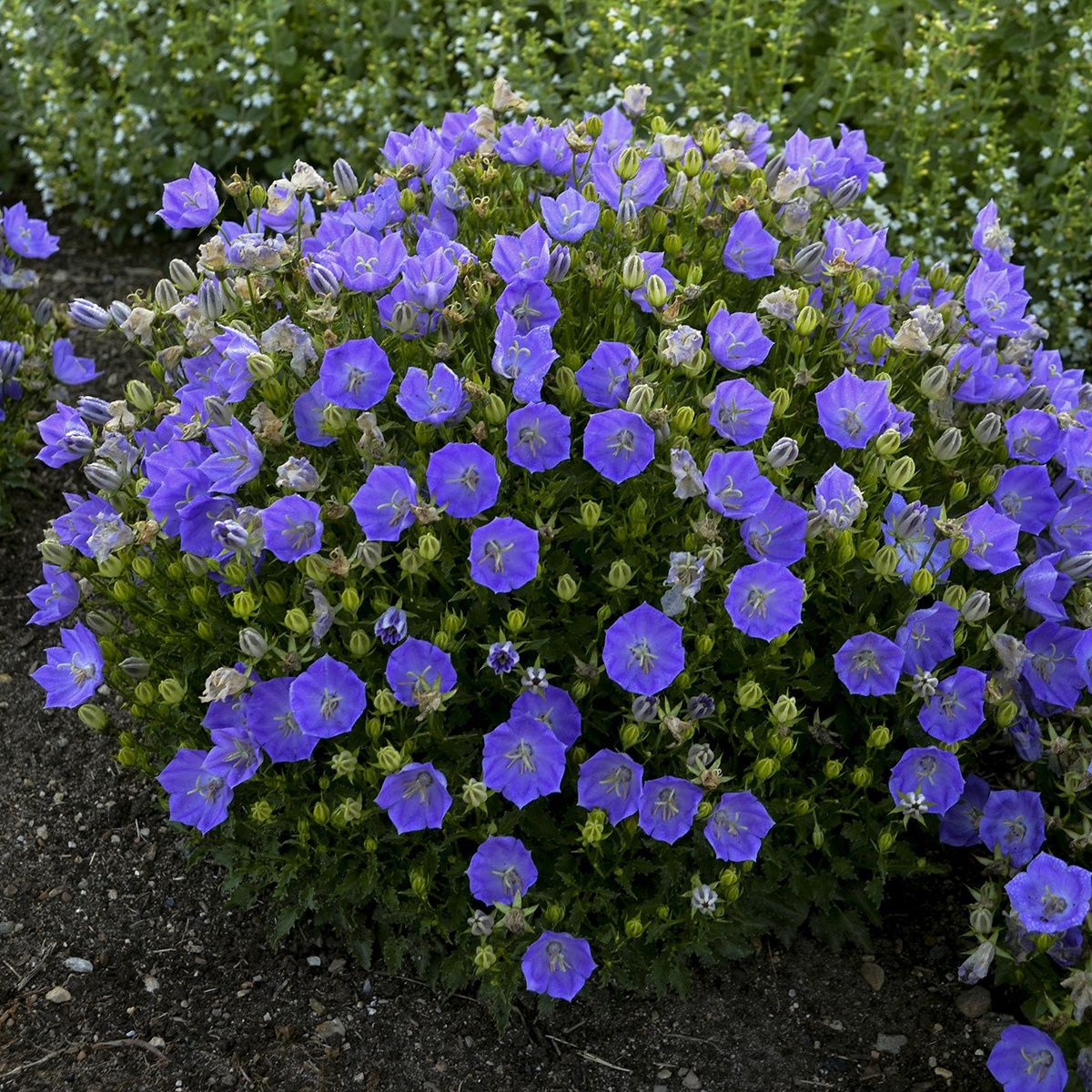 Campanula Rapido Blue
