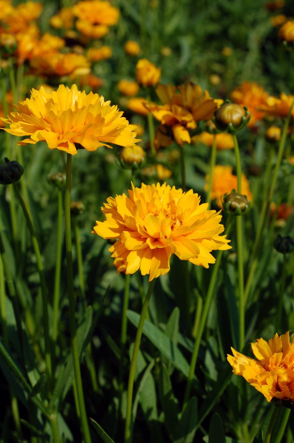 Coreopsis Early Sunrise