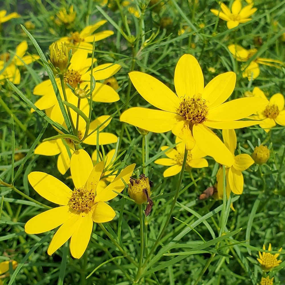 Coreopsis Zagreb