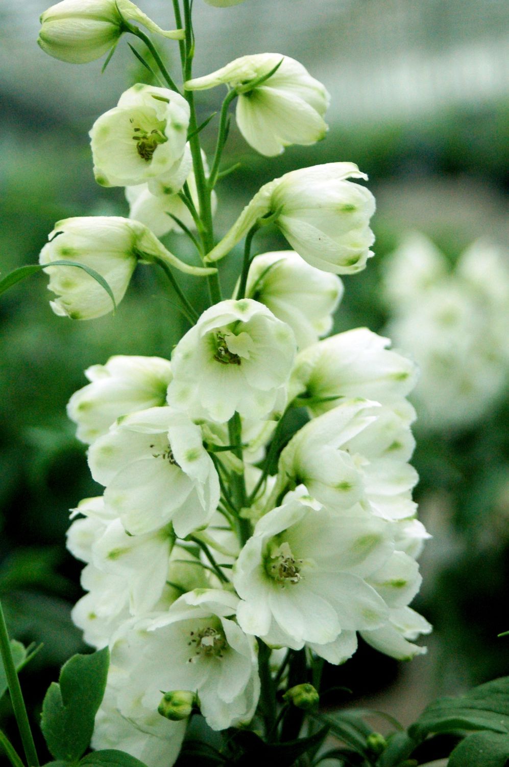 Delphinium Guardian White
