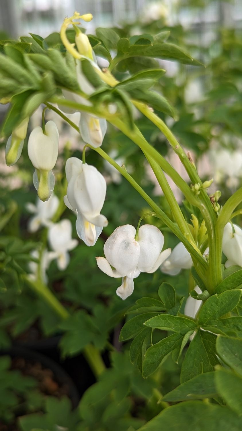 Bleeding Heart White