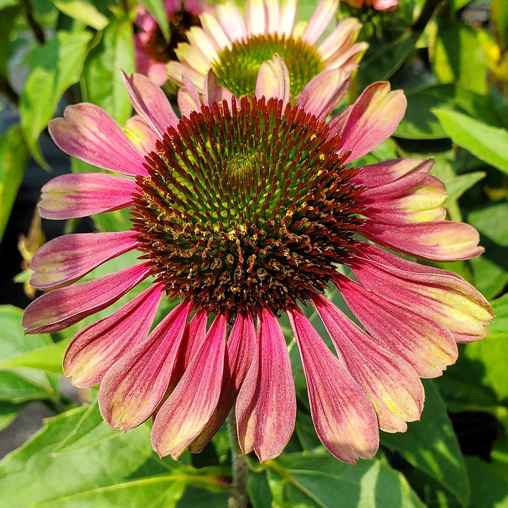 Coneflower Green Twister