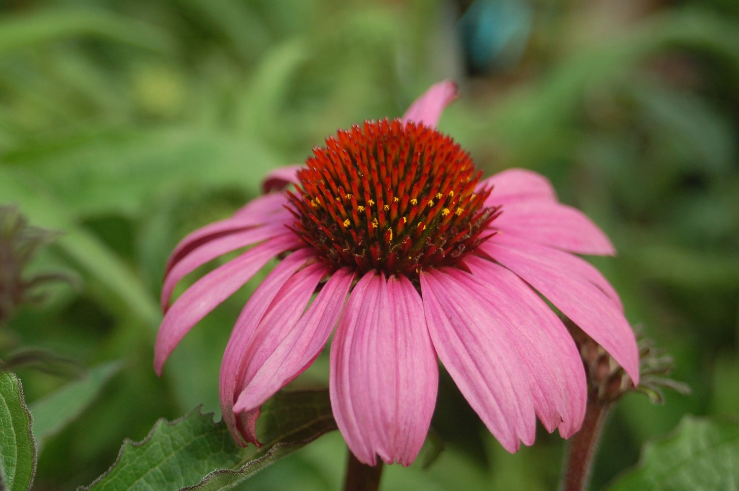 Coneflower Magnus