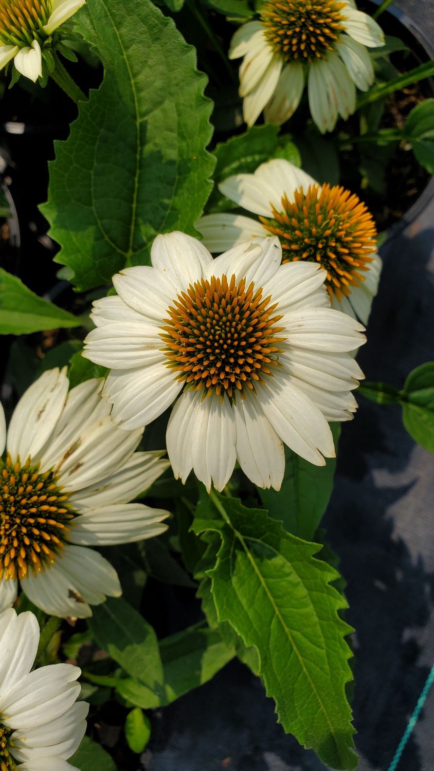 Coneflower Pow Wow White