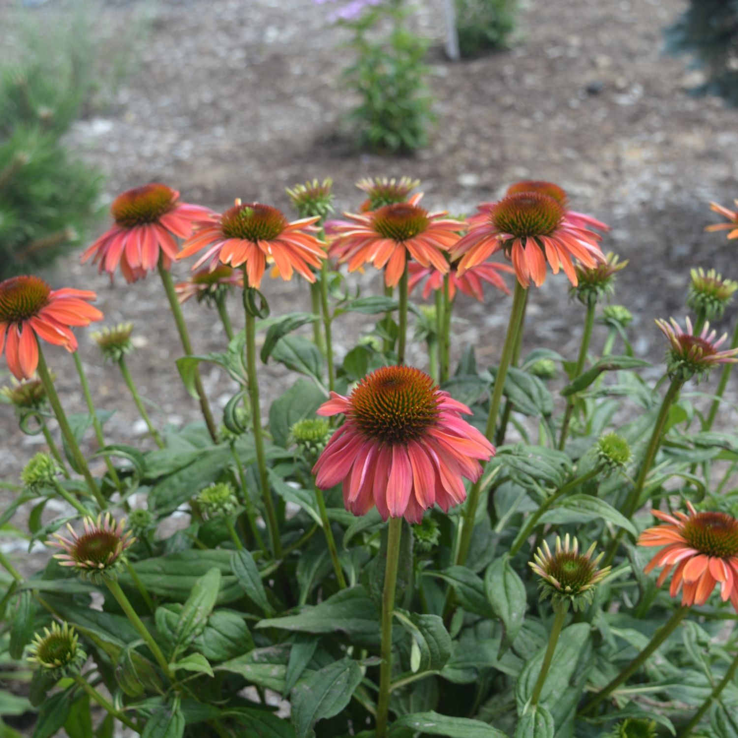 Coneflower Cheyenne Spirit