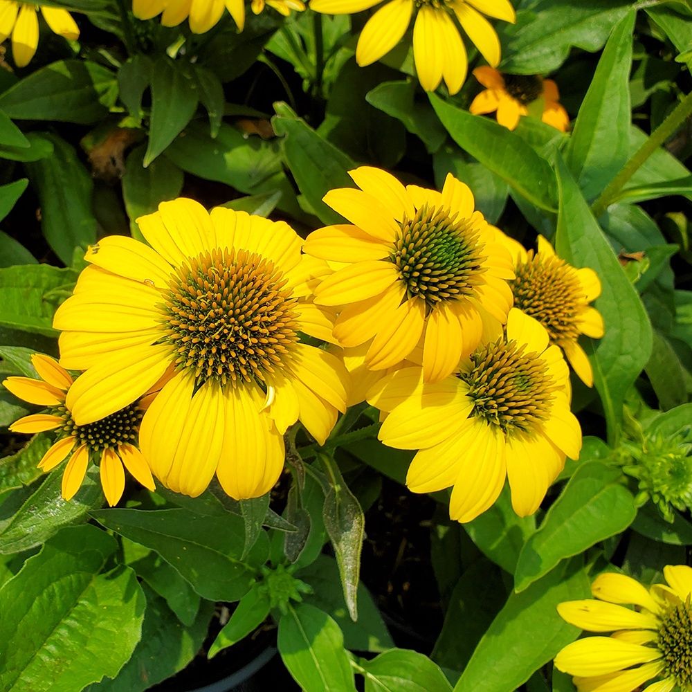 Coneflower Yellow Ombre