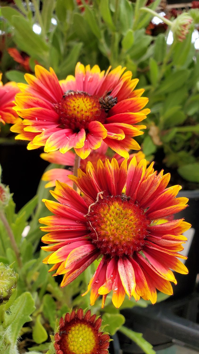 Gaillardia Orange Halo