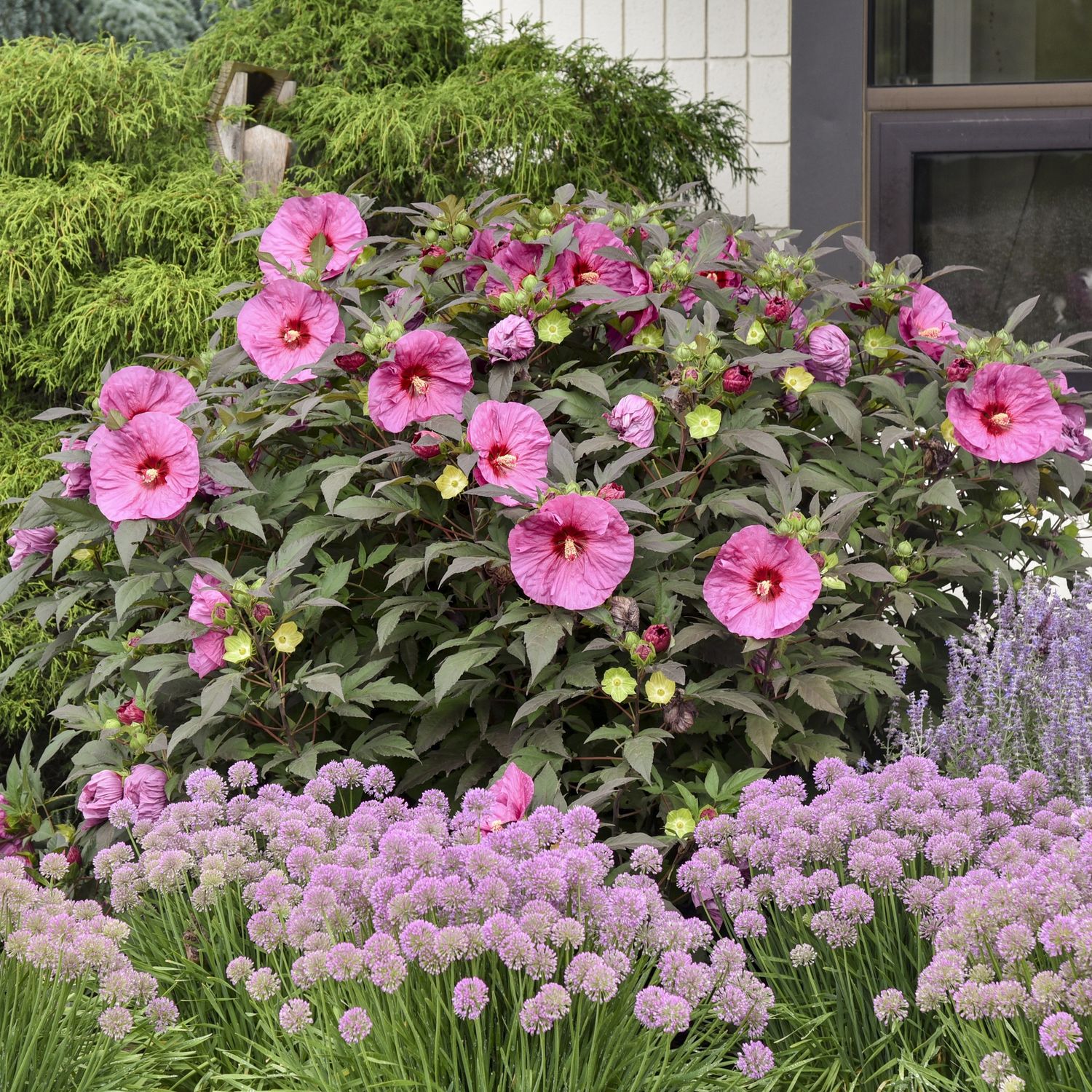 Perennial Hibiscus Berry Awesome