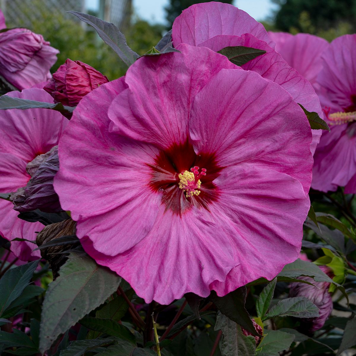 Perennial Hibiscus Berry Awesome